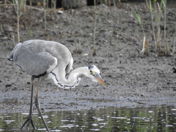 アオサギ 葛西臨海公園 2019年8月14日(水)