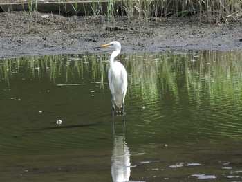 ダイサギ 葛西臨海公園 2019年8月14日(水)