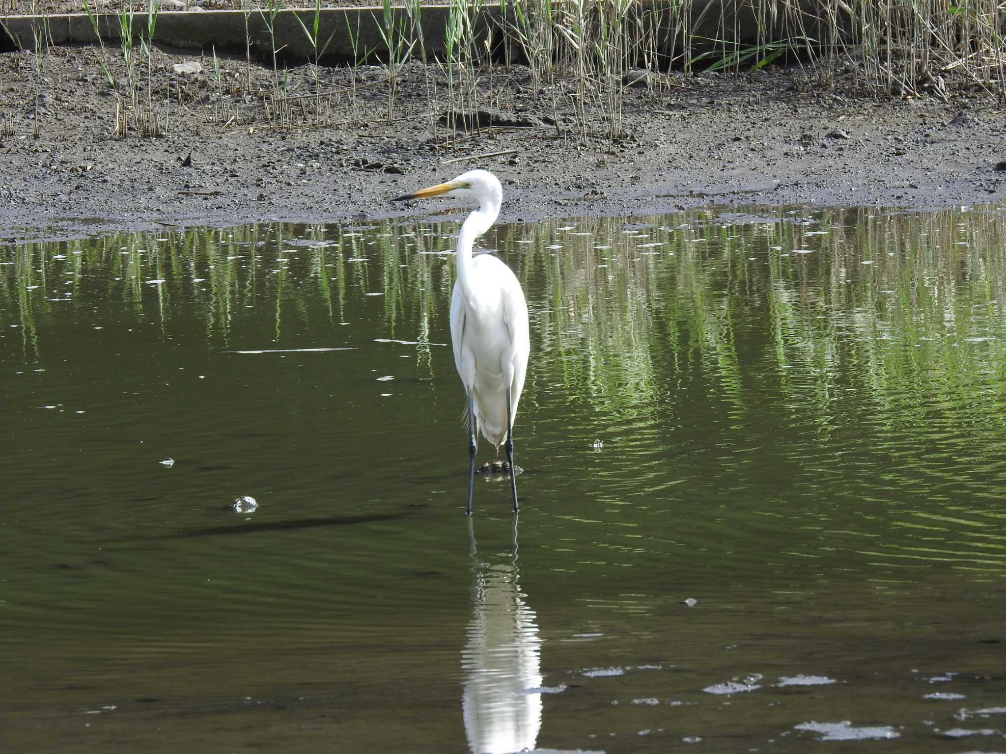 ダイサギ