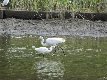 コサギ 葛西臨海公園 2019年8月14日(水)