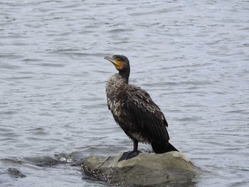 カワウ 東京港野鳥公園 2019年7月15日(月)