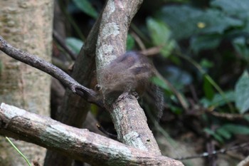 未同定 ケーン・クラチャン国立公園 2019年6月2日(日)