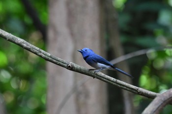 クロエリヒタキ ケーン・クラチャン国立公園 2019年6月2日(日)