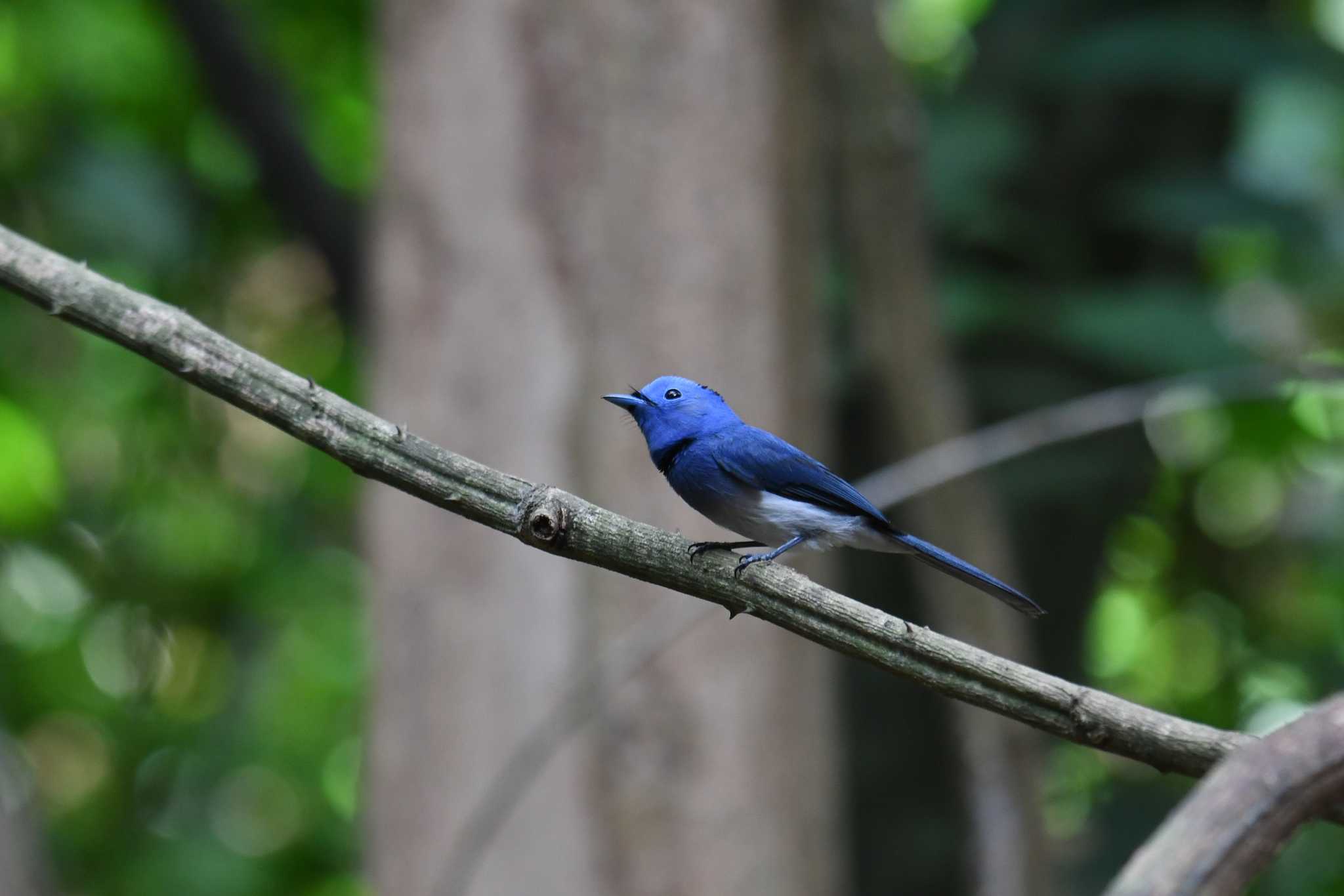 Photo of Black-naped Monarch at Kaeng Krachan National Park by あひる