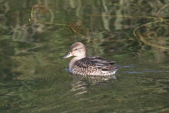 2019年9月27日(金) 北海道　函館市　松倉川の野鳥観察記録