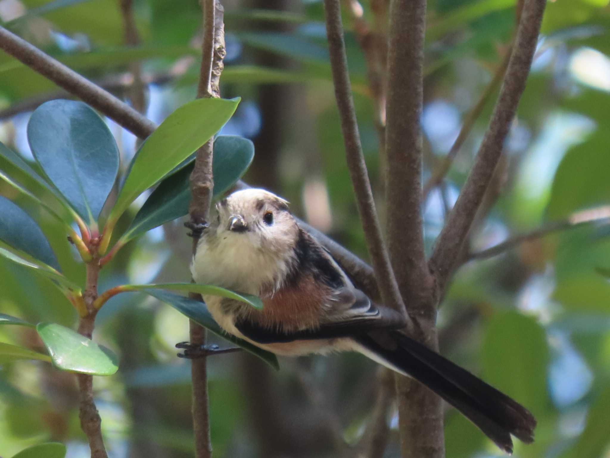 Photo of Long-tailed Tit at 千葉県 by 38