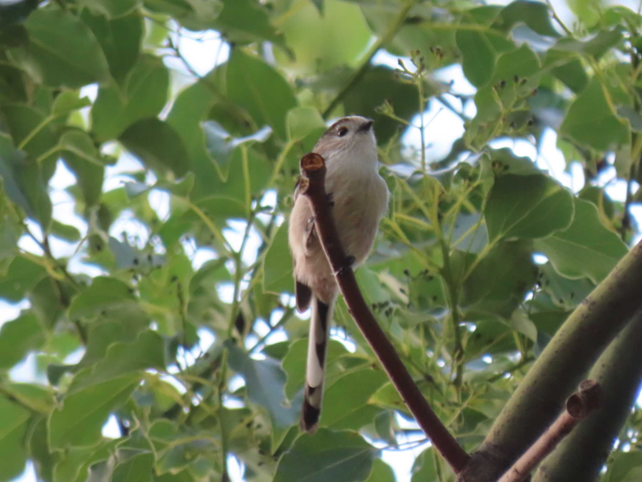 Photo of Long-tailed Tit at 千葉県 by 38