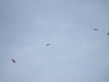 2019年9月27日(金) 伊良湖岬の野鳥観察記録