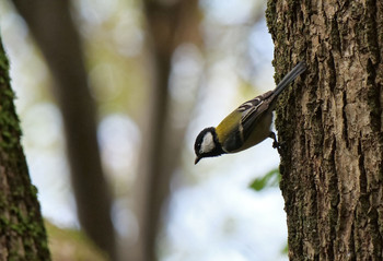 Japanese Tit Mizumoto Park Tue, 9/24/2019