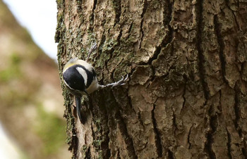 Japanese Tit Mizumoto Park Tue, 9/24/2019