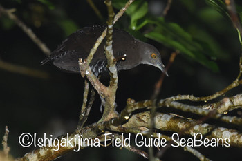 Slaty-legged Crake Ishigaki Island Fri, 9/27/2019