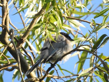 2019年9月27日(金) 淀橋の野鳥観察記録