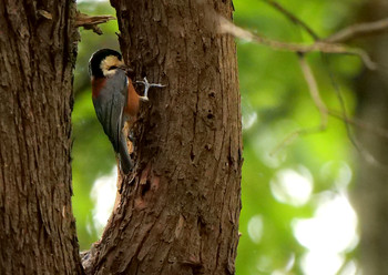 Varied Tit Mizumoto Park Tue, 9/24/2019