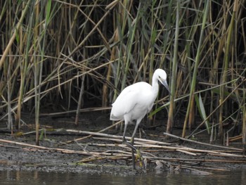 Little Egret 六郷橋緑地 Sun, 9/22/2019