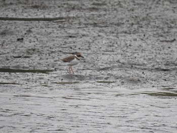 Long-billed Plover 六郷橋緑地 Sun, 9/22/2019