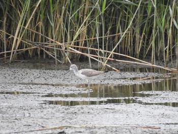 Common Greenshank 六郷橋緑地 Sun, 9/22/2019