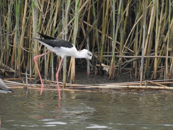 Black-winged Stilt 六郷橋緑地 Sun, 9/22/2019