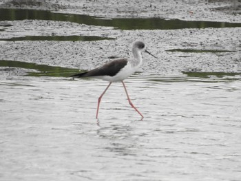 Black-winged Stilt 六郷橋緑地 Sun, 9/22/2019