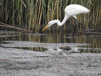 Great Egret 六郷橋緑地 Sun, 9/22/2019