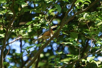 Varied Tit Higashitakane Forest park Tue, 9/17/2019