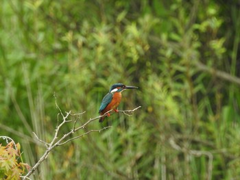 カワセミ 舞岡公園 2019年7月17日(水)