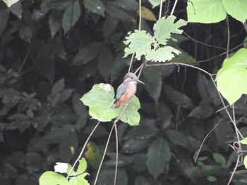 Common Kingfisher Maioka Park Wed, 7/17/2019