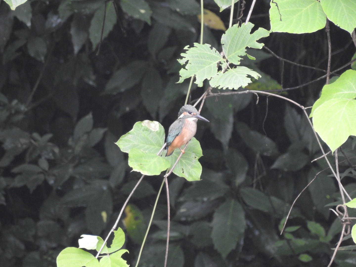 舞岡公園 カワセミの写真 by YAMATTE