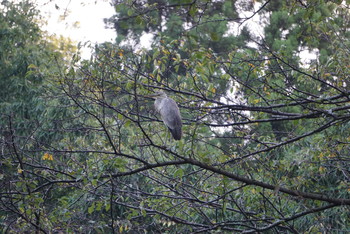 Grey Heron Higashitakane Forest park Tue, 9/17/2019