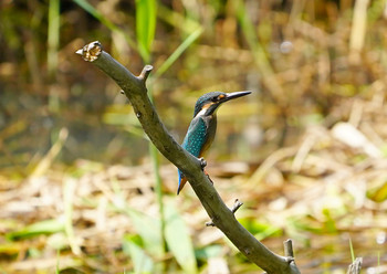 Common Kingfisher 服部霊園 Mon, 9/16/2019