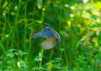 Common Kingfisher 服部霊園 Mon, 9/16/2019