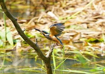 Common Kingfisher 服部霊園 Mon, 9/16/2019