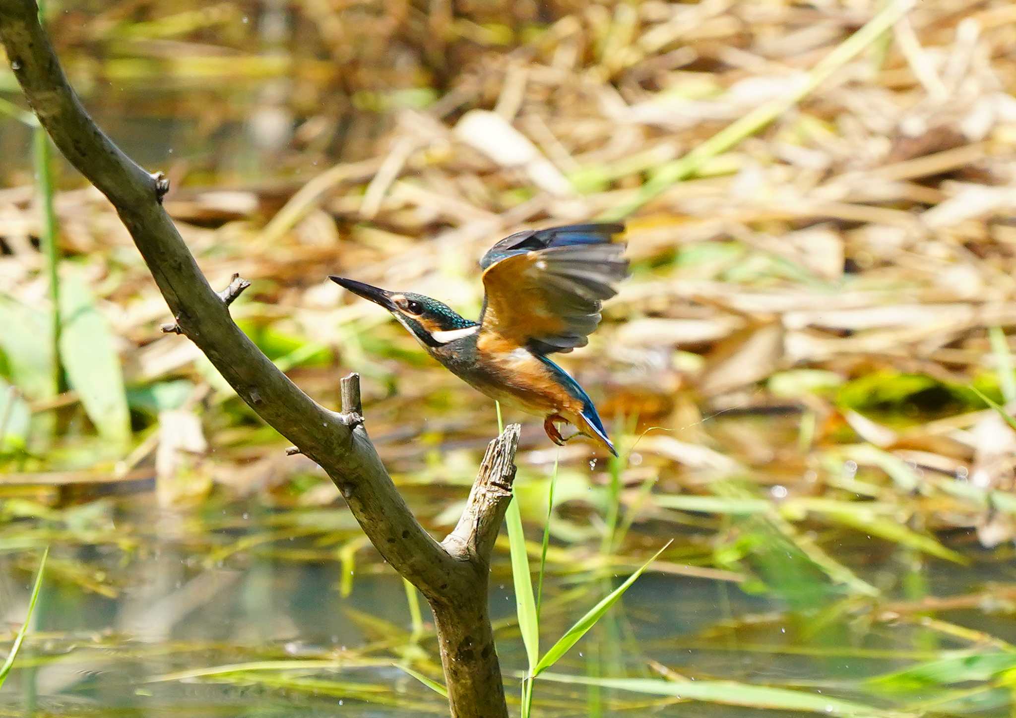 Photo of Common Kingfisher at 服部霊園 by JK