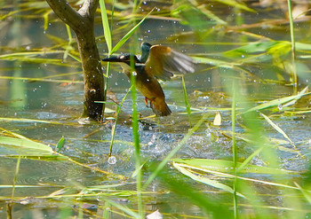 Common Kingfisher 服部霊園 Mon, 9/16/2019