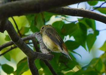 Blue-and-white Flycatcher 住之江公園 Mon, 9/16/2019