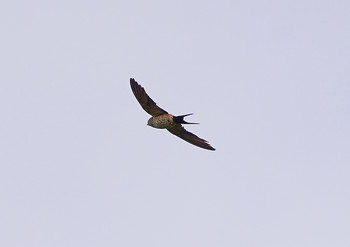 Red-rumped Swallow 明日香高松塚古墳 Sun, 9/22/2019