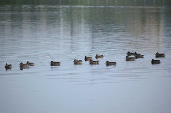 コガモ 多摩川二ヶ領宿河原堰 2019年9月28日(土)