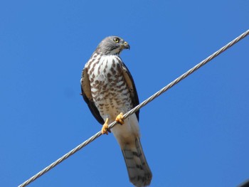 Chinese Sparrowhawk Yoron Island Sat, 9/28/2019