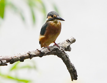 Common Kingfisher Hattori Ryokuchi Park Sat, 9/28/2019