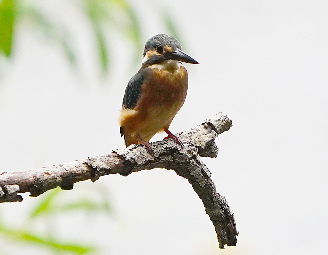 Photo of Common Kingfisher at Hattori Ryokuchi Park by JK