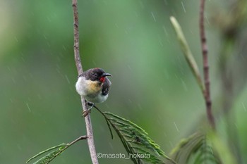 Sulphur-breasted Myzomela Colo-I-Suva Rainforest Eco Resort Mon, 9/16/2019