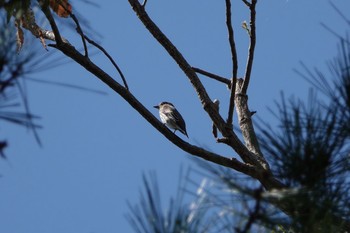 2019年9月28日(土) 葛西臨海公園の野鳥観察記録