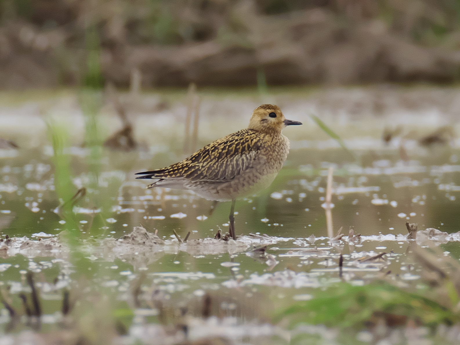 Pacific Golden Plover