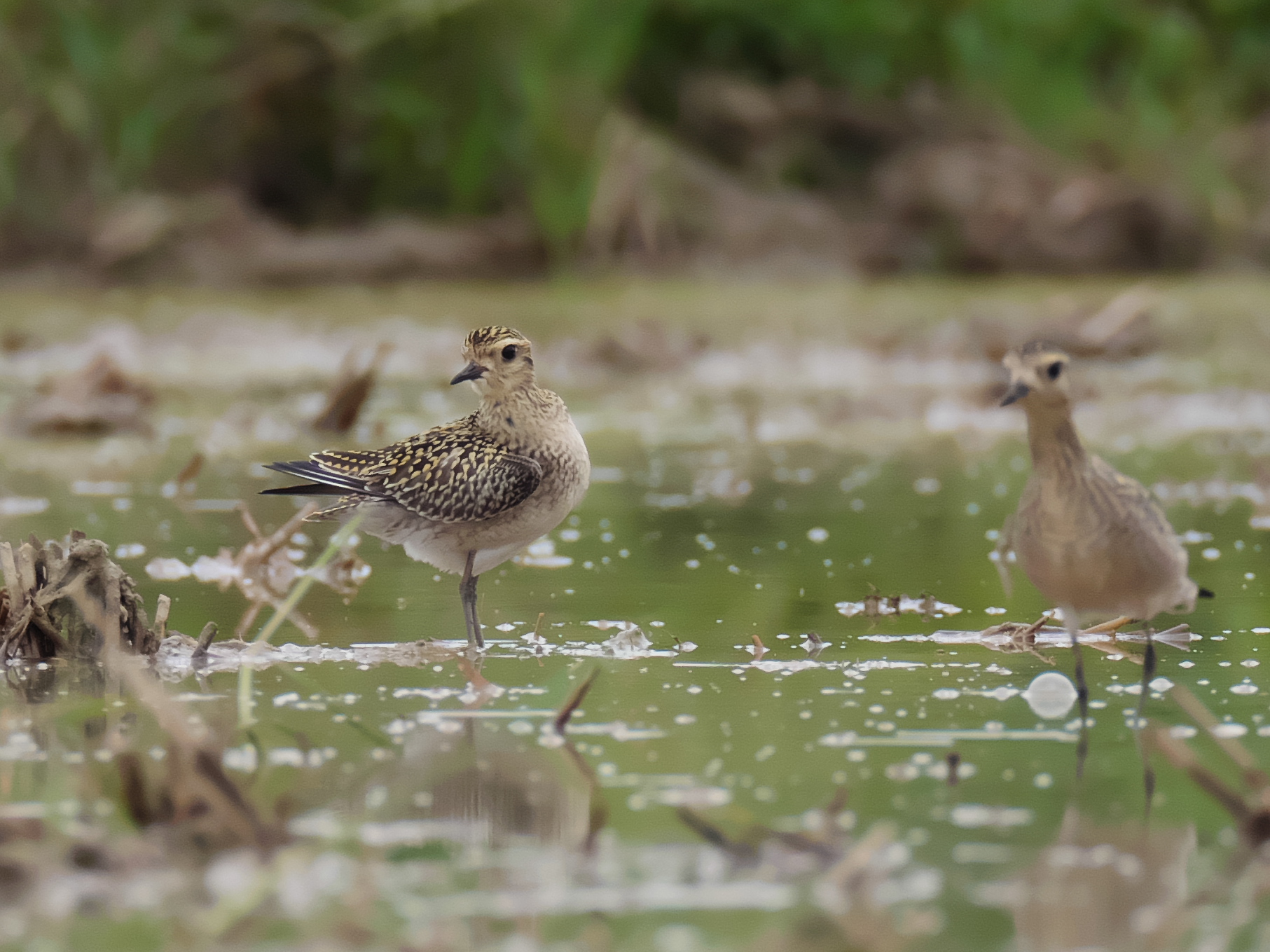 Pacific Golden Plover