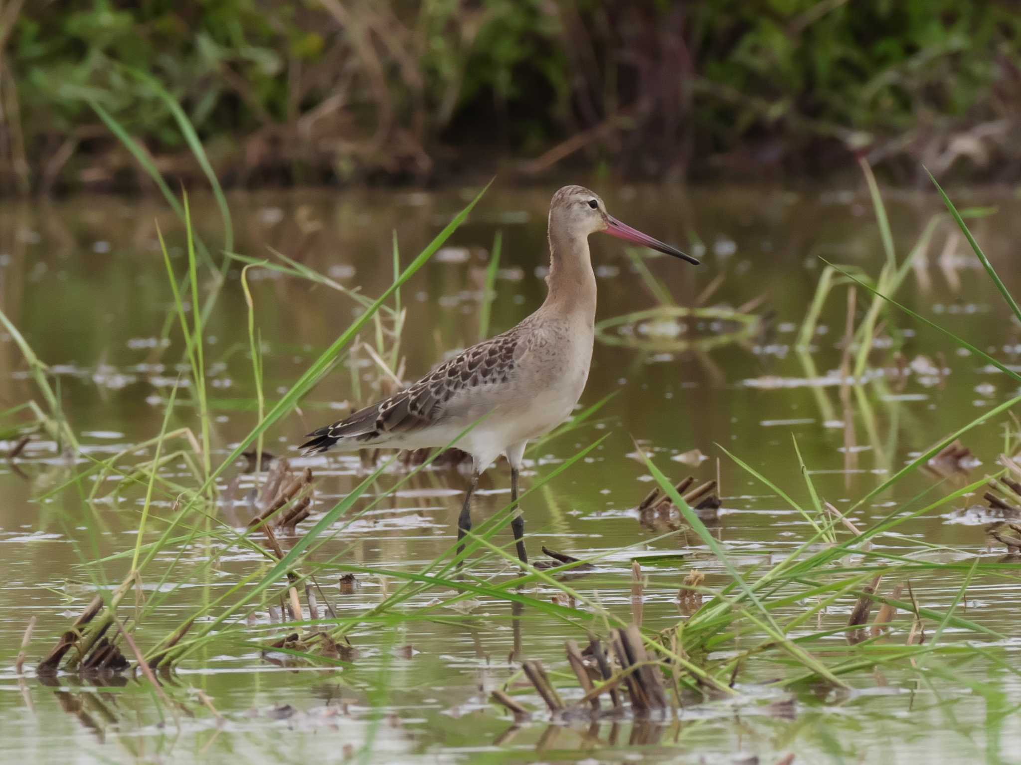 Black-tailed Godwit