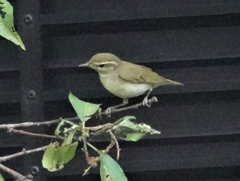 Eastern Crowned Warbler 名古屋市 Fri, 9/27/2019