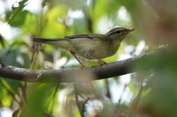 Eastern Crowned Warbler Unknown Spots Fri, 9/27/2019