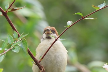 Mon, 9/23/2019 Birding report at 大仙公園