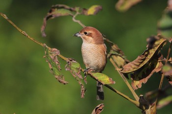 2019年9月28日(土) 北海道　函館市　松倉川の野鳥観察記録