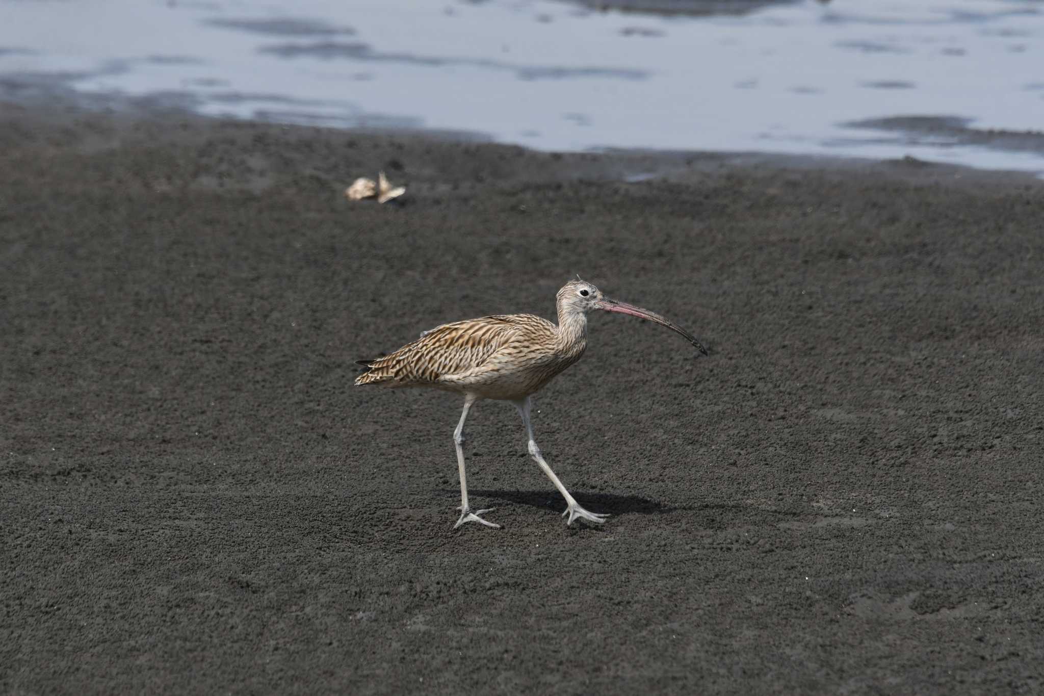 Photo of Far Eastern Curlew at Kasai Rinkai Park by あひる