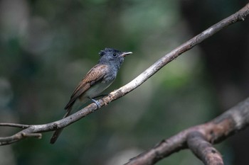 サンコウチョウ 水元公園 2019年9月28日(土)